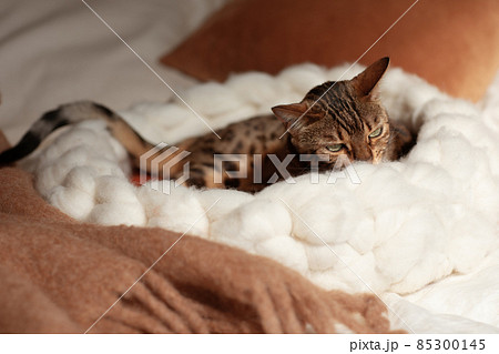 Bengal cat resting in merino wool round pet lounge in creamy and terracotta rust tones. Bengal cat resting in merino wool round pet lounge in creamy and terracotta rust tones. 85300145