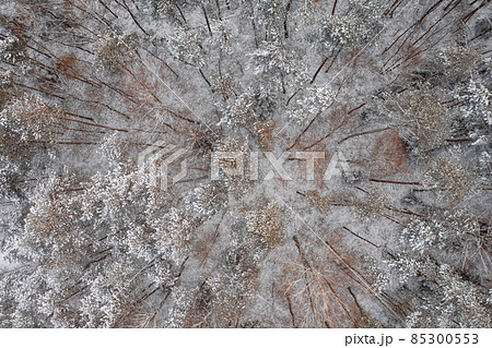 Aerial View Of Snow Covered Trees In Forest During Winter season. Aerial View Of Snow Covered Trees In Forest During Winter season. 85300553