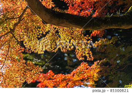 筑波山神社 紅葉 秋 筑波山神社 紅葉 秋 85300621