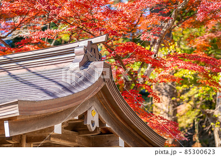 筑波山神社　紅葉　秋 85300623