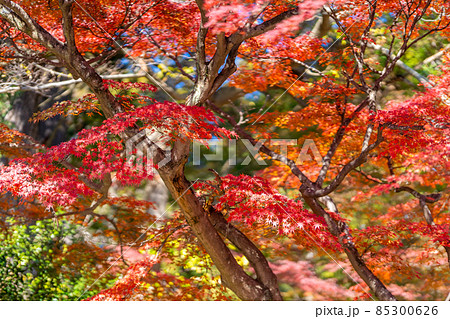 筑波山神社　紅葉　秋 85300626