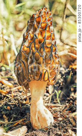 Morel mushroom in the spring sun in the forest, high definition macro  85300720