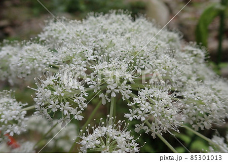 シシウド アップ 85301013