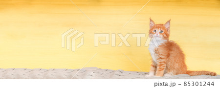 Cat Copy Space Background In Light Yellow Color Colour. Young Red Maine Coon Kitten Cat Sitting On Sofa. Coon Cat, Maine Cat, Maine Shag. Amazing Pets Pet. Portrait On Backdrop. Panorama Panoramic 85301244