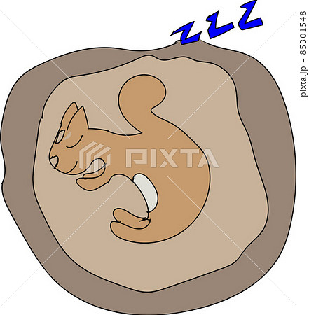 冬に木の穴で冬眠するリス 85301548