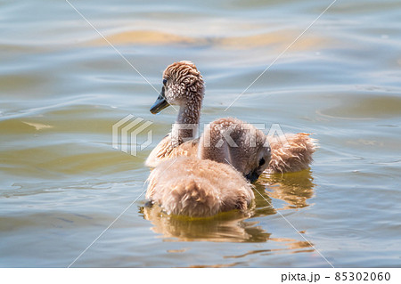 Beautiful baby cygnet mute swan fluffy grey and white chicks. Springtime new born wild swans birds in pond. Young swans swmming in a lake. Beautiful baby cygnet mute swan fluffy grey and white chicks. Springtime new born wild swans birds in pond. Young swans swmming in a lake. 85302060