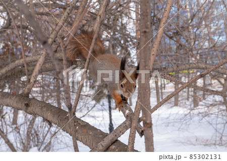 The squirrel sits on a branches without leaves in the winter or autumn The squirrel sits on a branches without leaves in the winter or autumn 85302131
