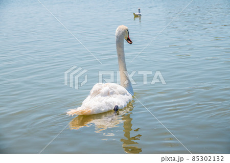 Graceful white Swan swimming in the lake, swans in the wild. Portrait of a white swan swimming on a lake. Graceful white Swan swimming in the lake, swans in the wild. Portrait of a white swan swimming on a lake. 85302132