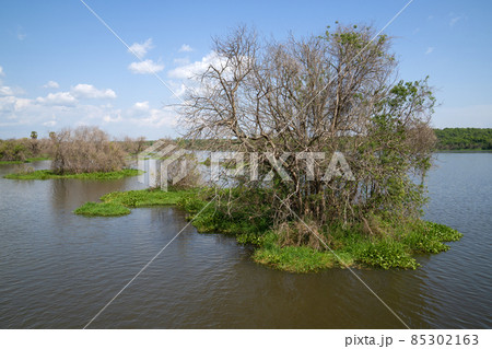 Murchison Falls National Park, Uganda 85302163