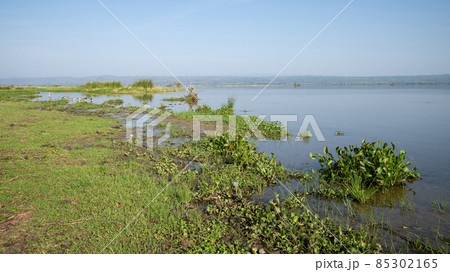 Murchison Falls National Park, Uganda 85302165
