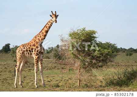 Baringo Giraffe, Giraffa camelopardalis 85302178