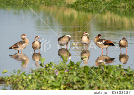 Egyptian goose (Alopochen aegyptiaca) 85302187