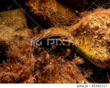 A blue mussel, Mytilus edulis, in cold Northern European waters 85302317
