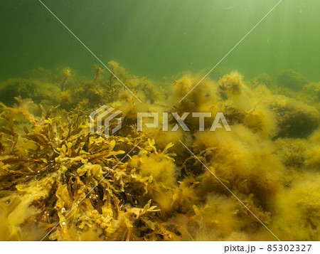 Fucus vesiculosus or bladderwrack lit up by rays of sunlight penetrating the water. Picture from The Sound, Sweden 85302327