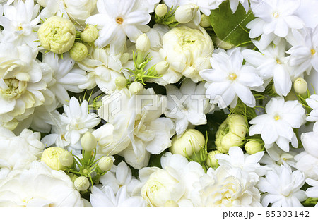 White jasmine flowers fresh flowers natural White jasmine flowers fresh flowers natural 85303142