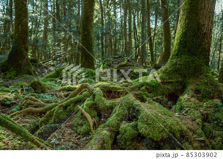 富士山麓・青木ヶ原樹海の木々 富士山麓・青木ヶ原樹海の木々 85303902