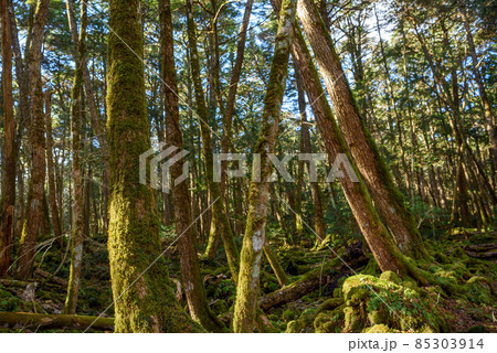 神秘的な森の中・青木ヶ原樹海の木々 85303914