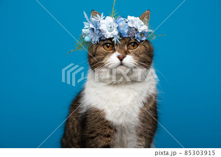 cute cat wearing flower crown with blue white blossoms on blue background cute cat wearing flower crown with blue white blossoms on blue background 85303915