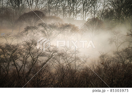 茨城県常陸大宮市　三王山自然公園　雲海が立ち込める冬の朝 85303975