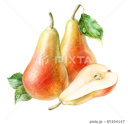 Pears with green leaves, half pear, watercolor illustration 85304147