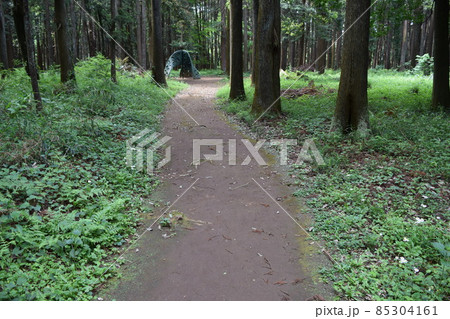 森林公園内の遊歩道 85304161