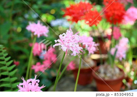 ネリネの花 ダイヤモンドリリー ネリネの花 ダイヤモンドリリー 85304952