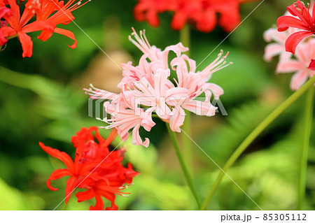 ネリネの花 ダイヤモンドリリーの写真素材