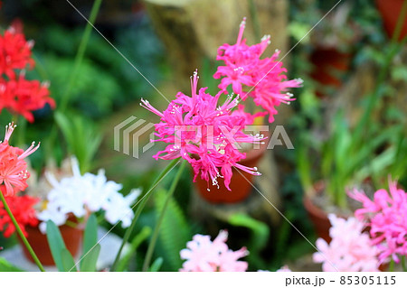 ネリネの花　ダイヤモンドリリー 85305115