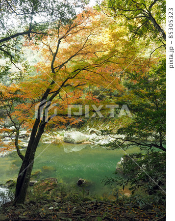 秘境金郷渓・紅葉のある風景 85305323