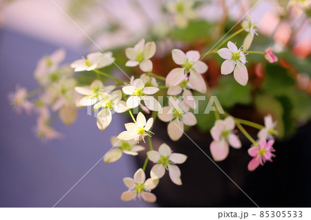 ダイモンジソウの花 85305533