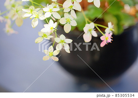ダイモンジソウの花 85305534