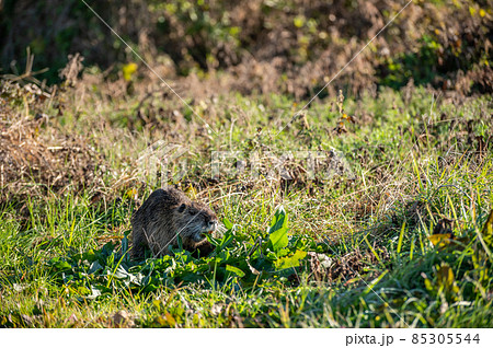 ヌートリア 特定外来生物 ヌートリア 特定外来生物 85305544