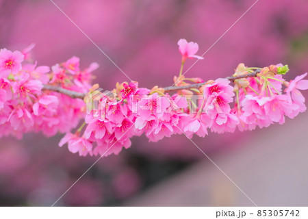 色鮮やかな満開の桜 85305742