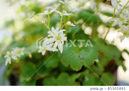 ダイモンジソウの花 85305891