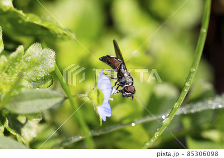クロヒラタアブ クロヒラタアブ 85306098