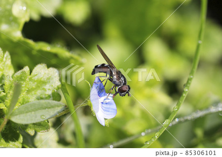 クロヒラタアブ クロヒラタアブ 85306101