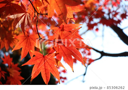 【風景】もみじと空 背景はぼかし 85306262