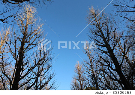 【樹木】イチョウ並木と空 【樹木】イチョウ並木と空 85306263
