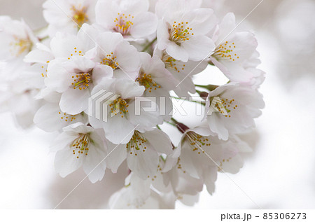 桜 桜 85306273