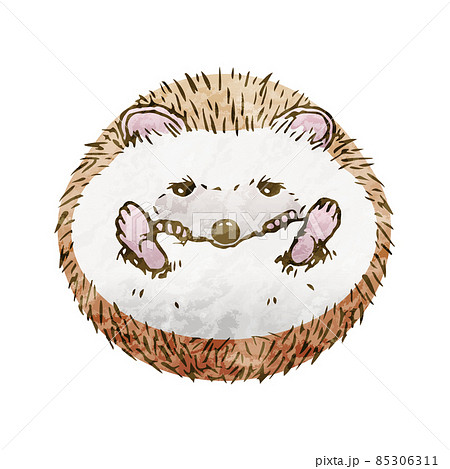 手描き風ヨツユビハリネズミ-丸くなる 85306311