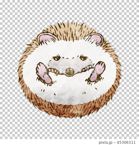 手描き風ヨツユビハリネズミ-丸くなる 85306311