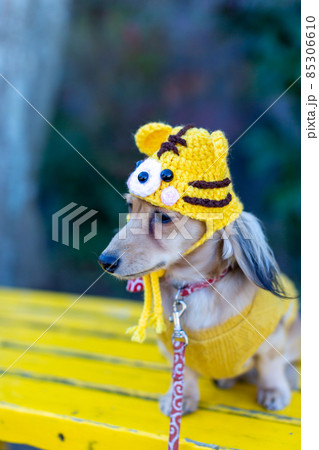 干支 虎年 公園で散歩をするダックスフンド 干支 虎年 公園で散歩をするダックスフンド 85306610