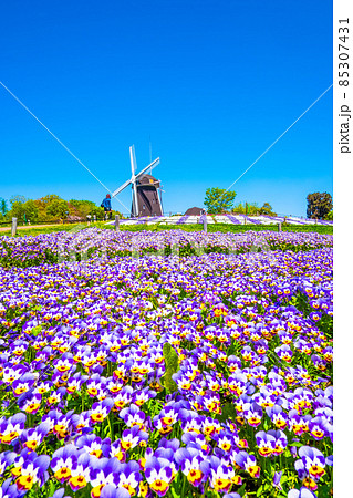 鶴見緑地のビオラと風車 85307431
