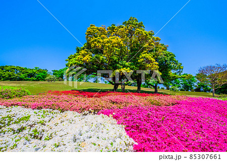 万博公園のツツジ 万博公園のツツジ 85307661