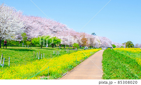 権現堂桜堤 85308020