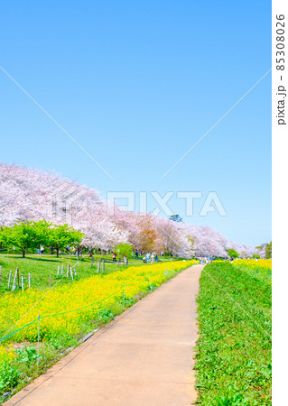 権現堂桜堤 85308026