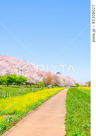 権現堂桜堤 85308027