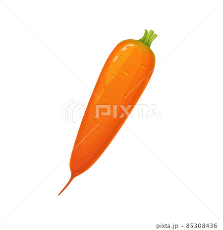 Cartoon ripe isolated orange raw carrot vegetable, vector object. Carrot farm harvest, vegetarian and vegan organic natural healthy veggie, cuisine cooking and eating 85308436