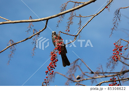 ヒヨドリとイイギリの実 ヒヨドリとイイギリの実 85308622