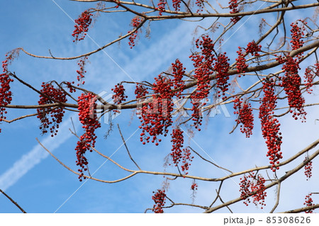 ヒヨドリとイイギリの実 85308626